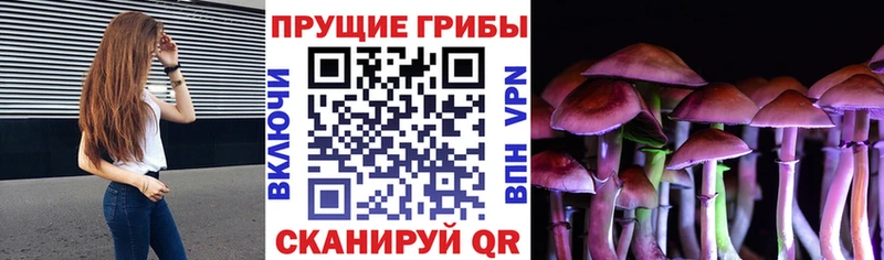 Псилоцибиновые грибы прущие грибы  Волхов 